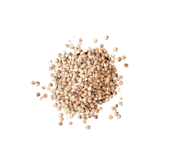 Sorghum